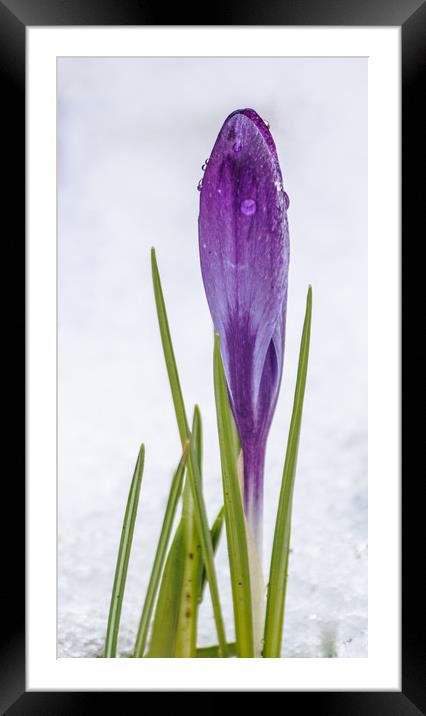 Purple crocus in the snow Framed Mounted Print by Alf Damp