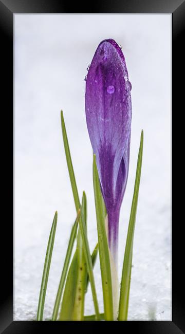 Purple crocus in the snow Framed Print by Alf Damp