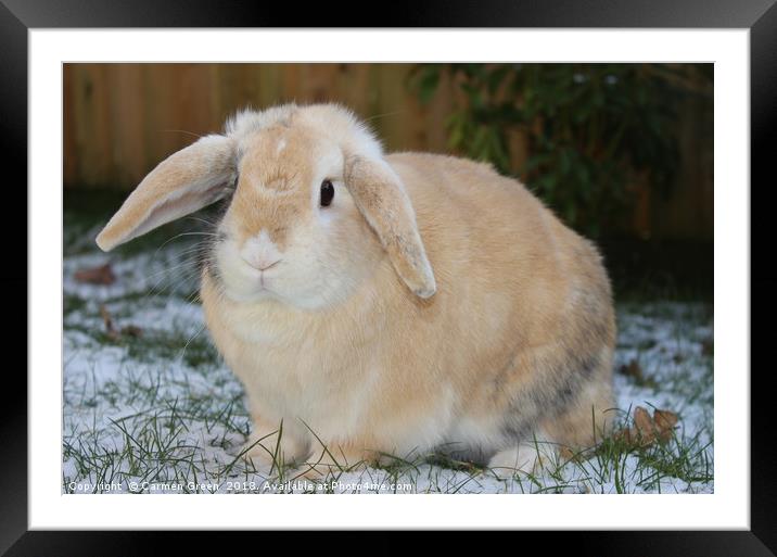 Pet rabbit in the snow Framed Mounted Print by Carmen Green