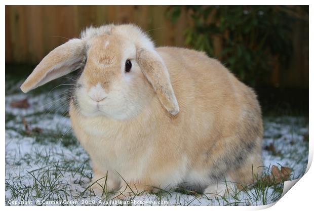 Pet rabbit in the snow Print by Carmen Green