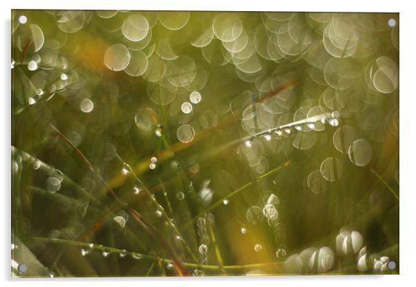 Morning dew of water Acrylic by Roman Zajíc
