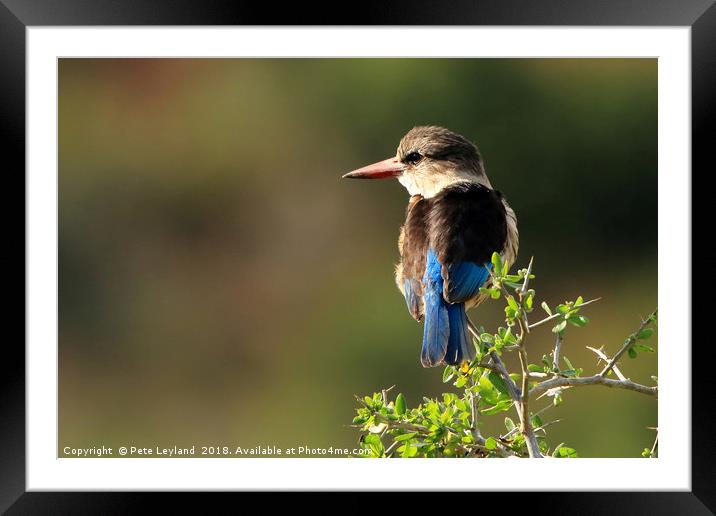 Brown Hooded Kingfisher Framed Mounted Print by Pete Leyland