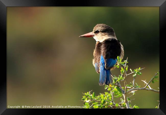 Brown Hooded Kingfisher Framed Print by Pete Leyland