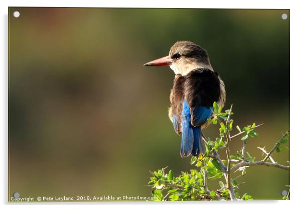 Brown Hooded Kingfisher Acrylic by Pete Leyland