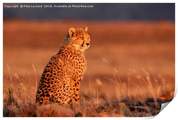 Cheetah Sunset Print by Pete Leyland