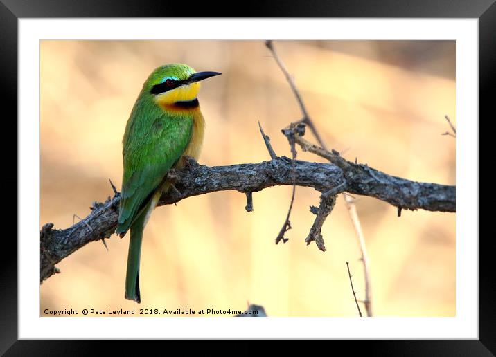 Little Bee Eater Framed Mounted Print by Pete Leyland