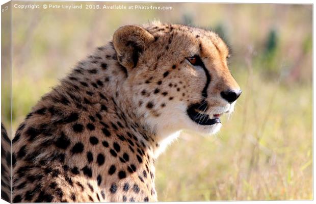 Cheetah On The Lookout Canvas Print by Pete Leyland