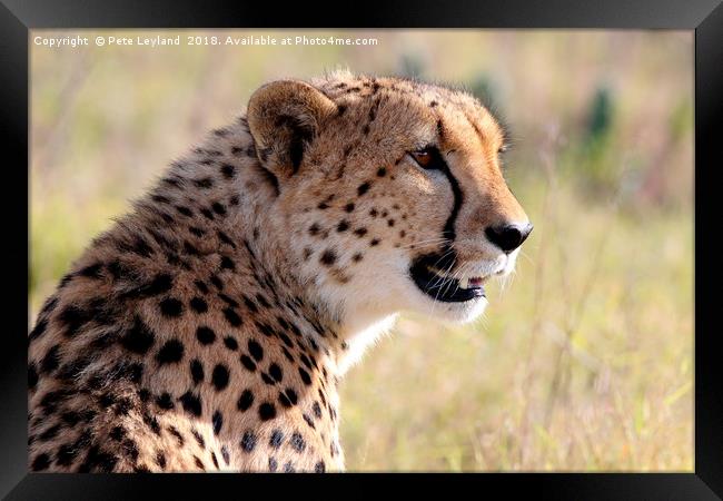 Cheetah On The Lookout Framed Print by Pete Leyland