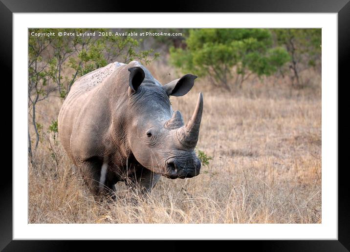 White Rhino Framed Mounted Print by Pete Leyland