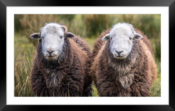 Smiling Herdy's Framed Mounted Print by sharon carse
