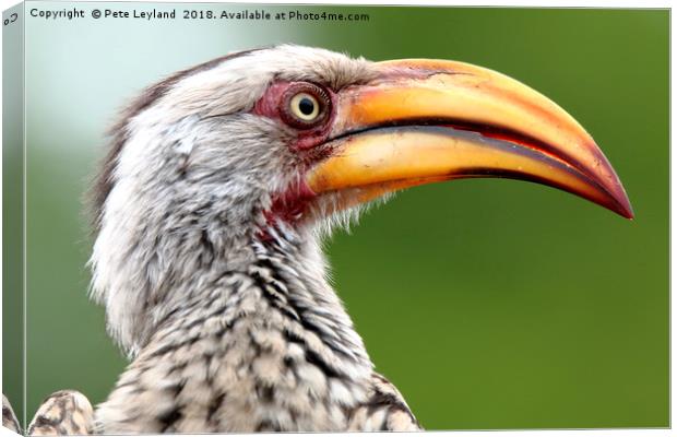 Yellow Billed Hornbill Canvas Print by Pete Leyland