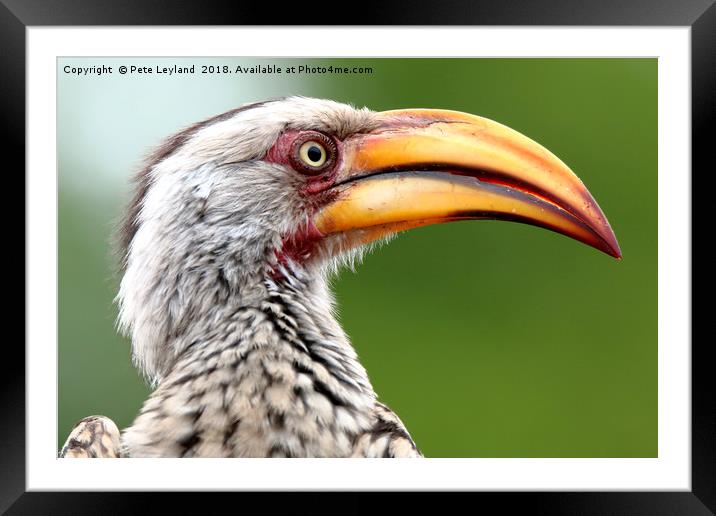 Yellow Billed Hornbill Framed Mounted Print by Pete Leyland