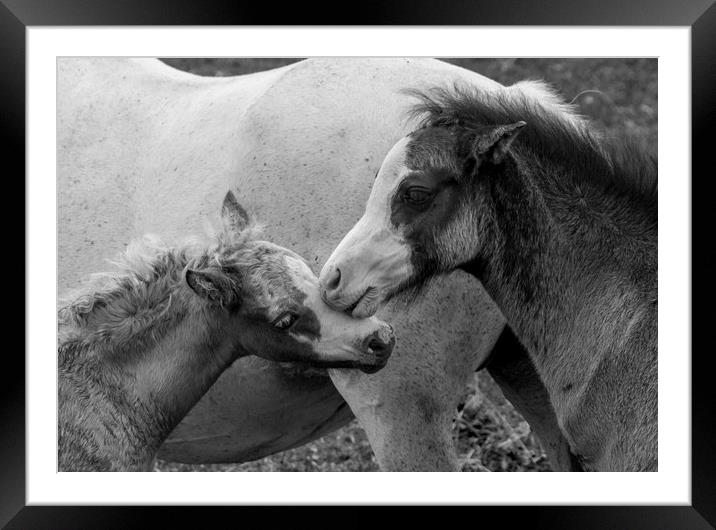 Affection Framed Mounted Print by Kelly Bailey