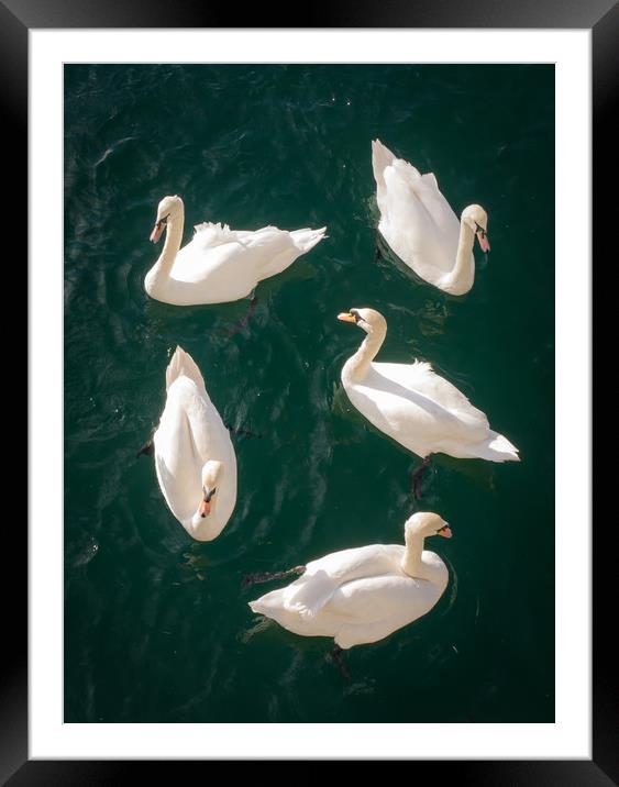Bevy of Swans Framed Mounted Print by Jon Rendle