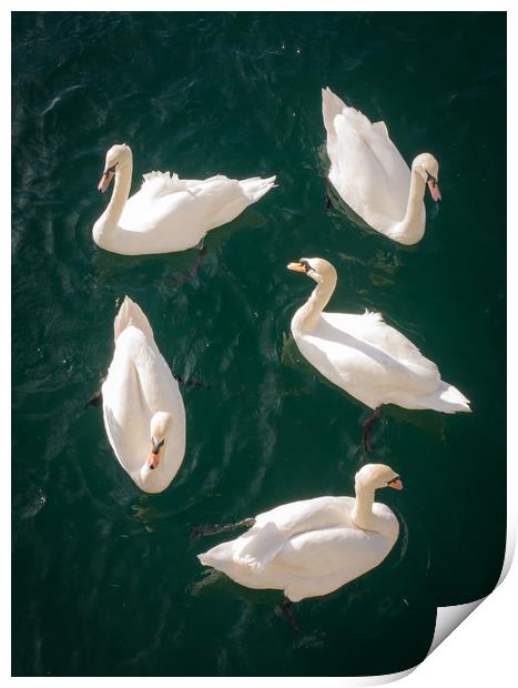 Bevy of Swans Print by Jon Rendle