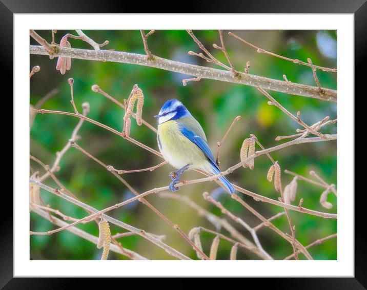 Bluetit Framed Mounted Print by Peter Ash