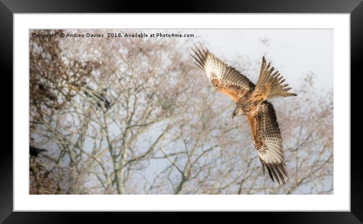 Red Kite Framed Mounted Print by Drew Davies