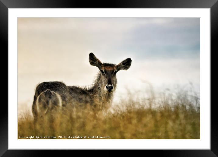 Waterbuck in long grass Framed Mounted Print by Sue Hoppe
