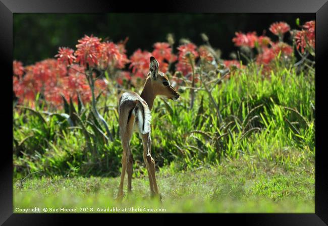 Baby Impala with aloes Framed Print by Sue Hoppe