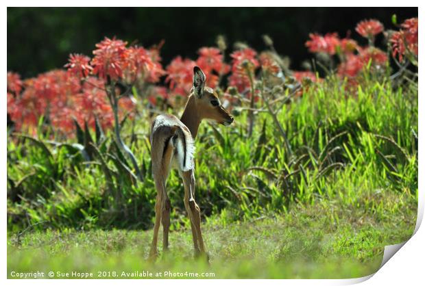 Baby Impala with aloes Print by Sue Hoppe