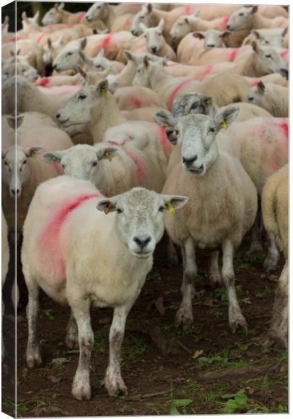 Lake District sheep Canvas Print by mike morley