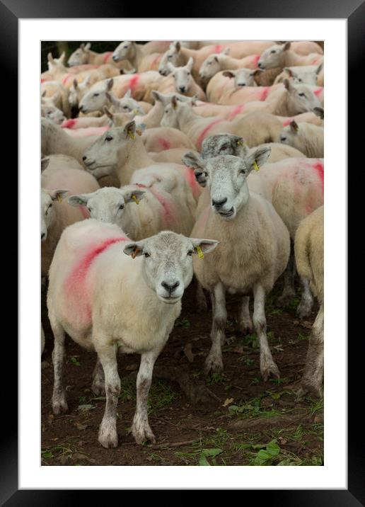 Lake District sheep Framed Mounted Print by mike morley
