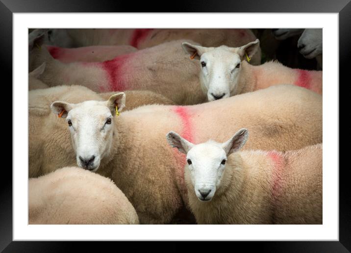 Sheep Framed Mounted Print by mike morley