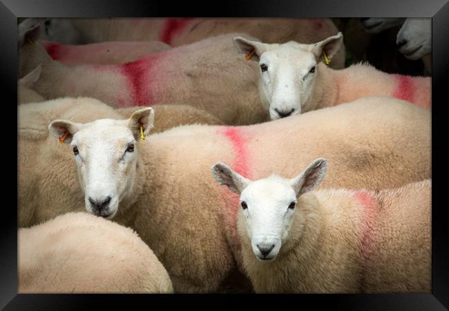 Sheep Framed Print by mike morley