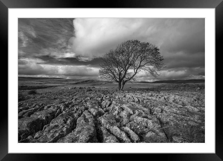 Lone Tree, Malham Framed Mounted Print by Dan Ward