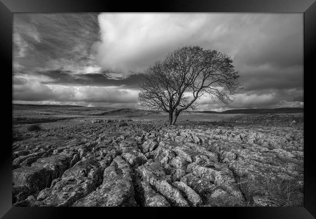 Lone Tree, Malham Framed Print by Dan Ward