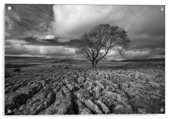 Lone Tree, Malham Acrylic by Dan Ward
