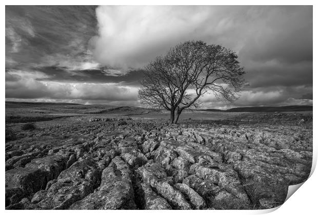 Lone Tree, Malham Print by Dan Ward