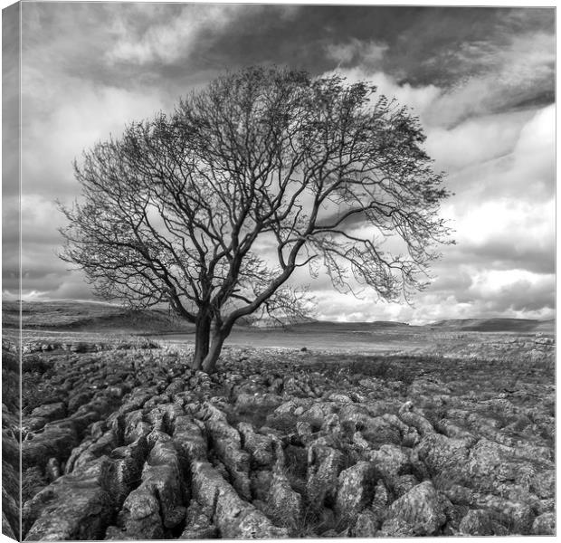 Lone Tree at Malham in the Yorkshire Dales Canvas Print by Dan Ward