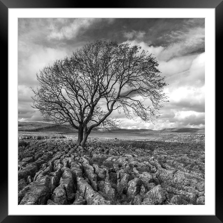 Lone Tree at Malham in the Yorkshire Dales Framed Mounted Print by Dan Ward