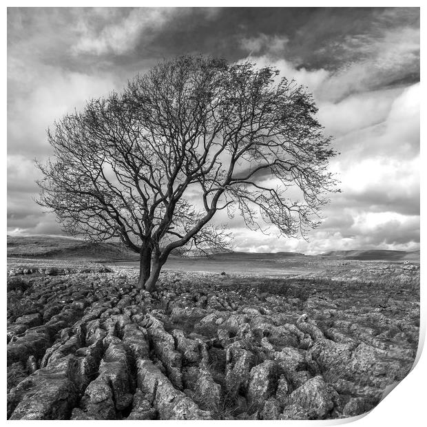 Lone Tree at Malham in the Yorkshire Dales Print by Dan Ward