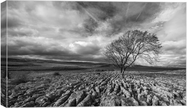 Lone Tree at Malham in the Yorkshire Dales Canvas Print by Dan Ward