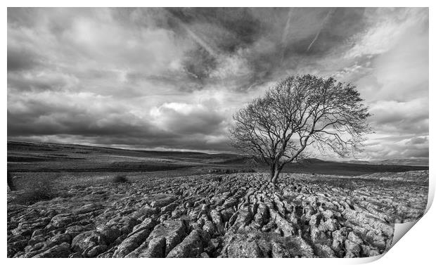 Lone Tree at Malham in the Yorkshire Dales Print by Dan Ward