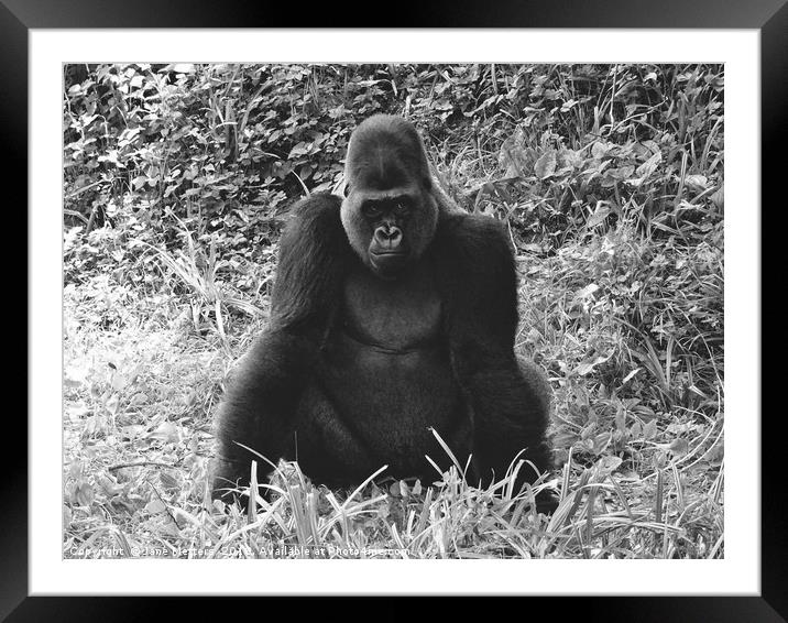 Gorilla Time Framed Mounted Print by Jane Metters