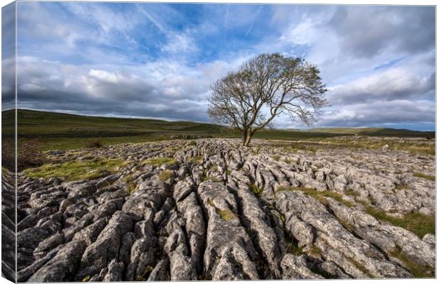 The Lone Tree, Malham Canvas Print by Dan Ward