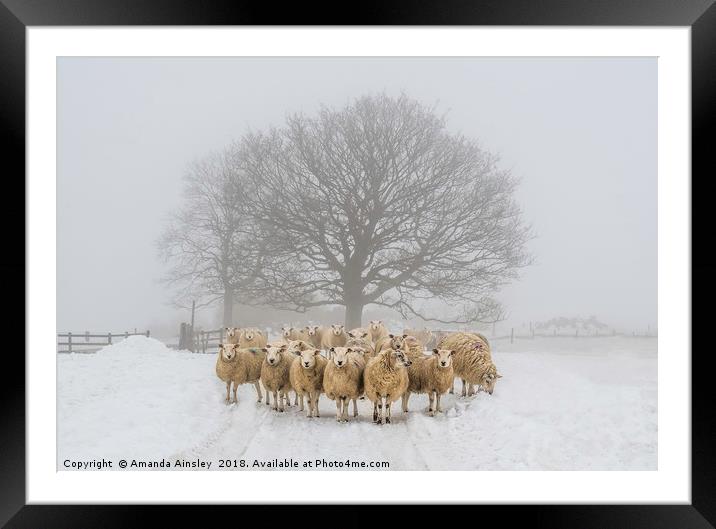 Winter Woolies Framed Mounted Print by AMANDA AINSLEY