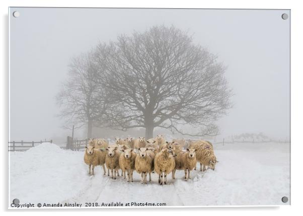 Winter Woolies Acrylic by AMANDA AINSLEY