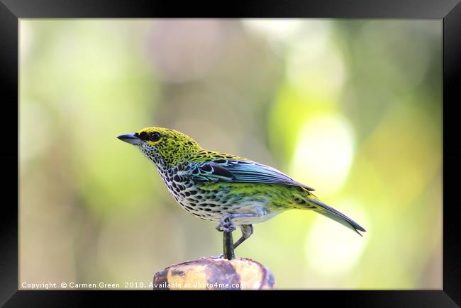 Speckled Tanager, Costa Rica Framed Print by Carmen Green