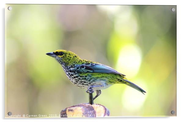 Speckled Tanager, Costa Rica Acrylic by Carmen Green