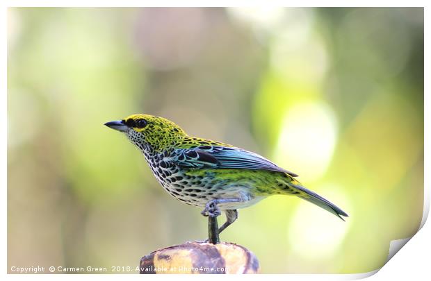 Speckled Tanager, Costa Rica Print by Carmen Green