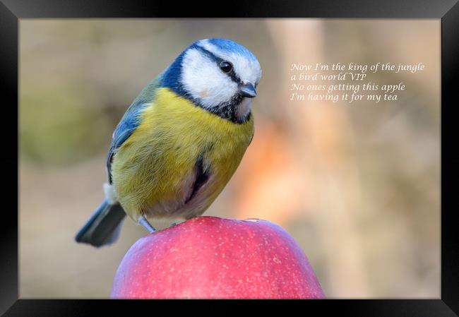Blue Tit eating an apple Framed Print by Mike Cave