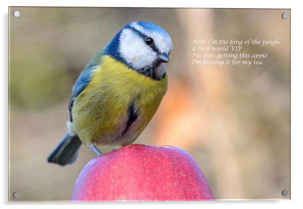 Blue Tit eating an apple Acrylic by Mike Cave