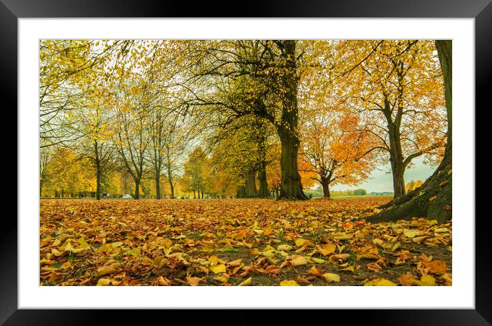 Autumn colours  Framed Mounted Print by Wael Attia