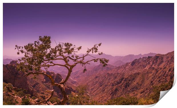 solitary tree looking after a valley. Print by Wael Attia