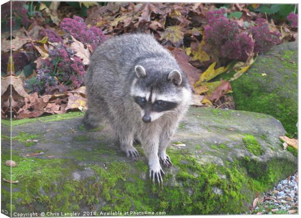 North American Raccoon. Canvas Print by Chris Langley