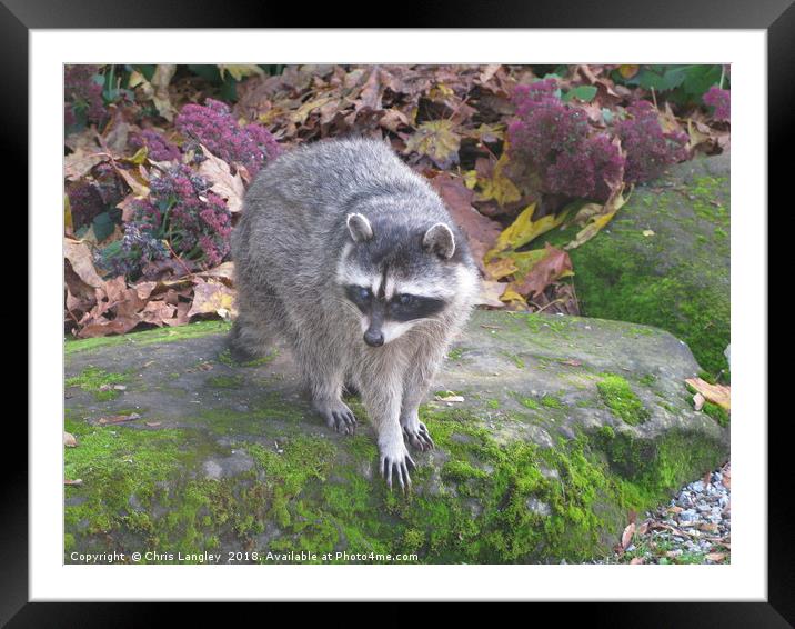 North American Raccoon. Framed Mounted Print by Chris Langley